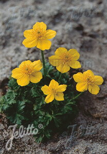 y敪AzyhzgEX Ev~X (9cm|bg/2|bg1Zbg) TROLLIUS pumilus