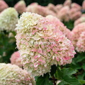 y敪AzymEcMznChWA 'rOT}[u'(13.5cmO|bg) HYDRANGEA paniculate 'Living Summer Love'