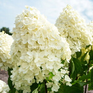 y敪Gzy10.5cm|bg^1|bgznChWA 'rOT}[Xm['yAWTCEmEcMzq05/11݁AtWJr