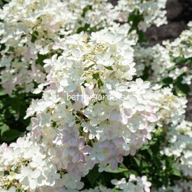 楽天市場 紫陽花 珍しい 苗物の育成方法接木苗 苗物 ガーデニング 農業 花 ガーデン Diyの通販