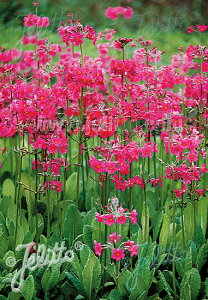 y敪Azyhzv r[WAi(2|bg1Zbg/9cm|bg) PRIMULA beesiana