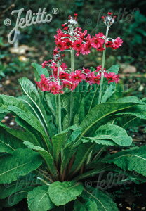 y敪Azyhzv vx^(2|bg1Zbg/9cm|bg) PRIMULA pulverulenta