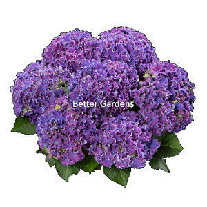 y敪Czy21cmd|bg^1g1znChWA 'J[[Xp[N'yAWTCzq2025/10/10A㊔ɂȂ܂r