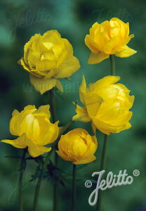 �y�����敪A�z�y�h�����z�g�����E�X '�������V���v���[��' (2�|�b�g1�Z�b�g/9cm�|�b�g) TROLLIUS europaeus f.compactus 'Lemon Supreme'