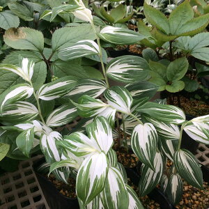 y敪AzyhzzE`N\E 'Hc̗_'(9cm|bg) DISPORUM 'Akita no homare'