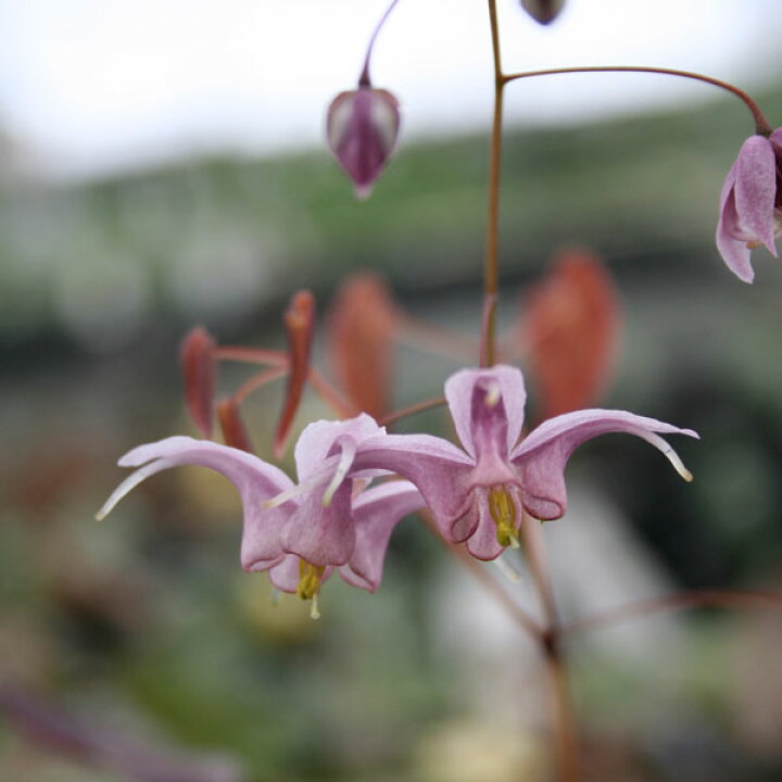 楽天市場 宿根草 交配イカリソウ ピンクパンサー 2ポット1セット 9cmポット Aグループ Epimedium Hybrid Pink Panther 花苗と球根の店 Better Gardens