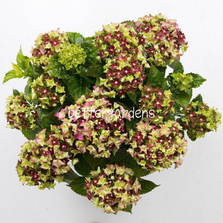 楽天市場 アジサイ レディ マタハリ ピンク 24cmポット 剪定後 Aグループ ギフト不可 Hydrangea Macroohylla Lady Mata Hari Pink 花苗と球根の店 Better Gardens