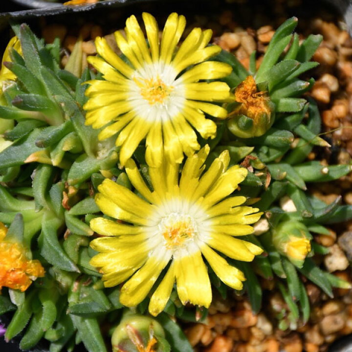 楽天市場 宿根草 デロスペルマ ヌビゲナム イエロー Aグループ 多年草 多肉植物 珍しい 花苗 寄せ植え 鉢植え ガーデニング 庭 花壇 花 苗物 園芸 季節 強健 植えっぱなし シェードガーデン おしゃれ 苗 花苗と球根の店 Better Gardens 楽天市場 宿根草 デロスペルマ ヌビゲナム イエロー Aグループ 多年草 多肉植物 珍しい 花苗 寄せ植え 鉢植え ガーデニング 庭 花壇 花 苗物 園芸 季節 強健 植えっぱなし シェードガーデン おしゃれ 苗 花苗と球根の店 Better Gardens
