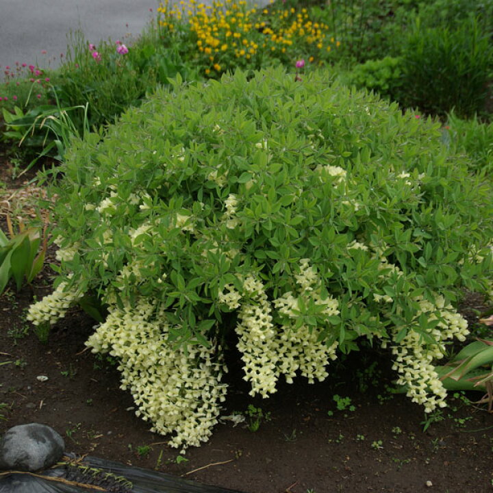 楽天市場 宿根草 バプティシア イエローフォール Aグループ 多年草 多肉植物 珍しい 花苗 寄せ植え 鉢植え ガーデニング 庭 花壇 花 苗物 園芸 季節 強健 植えっぱなし シェードガーデン おしゃれ 苗 花苗と球根の店 Better Gardens