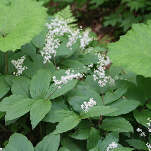 y敪AzyhzLUT (2|bg1Zbg/9cm|bg) MAIANTHEMUM japonicum