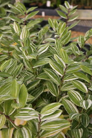 【送料区分A】【宿根草】アマドコロ '大和錦'(9cmポット) POLYGONATUM odoratum 'Yamato-Nishiki'