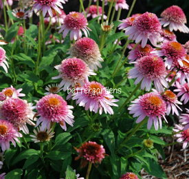 【送料区分G】【12cmポット／1ポット】エキナセア 'バタフライキッス' 【宿根草】〈2025/06/18現在：抽苔、ご注文時期によって箱に入らない場合は花茎をカットする場合もあります〉