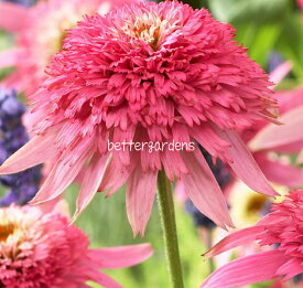 【送料区分G】【12cmポット／1ポット】エキナセア 'ピンクダブルデライト' 【宿根草】農林水産省種苗登録品種、登録番号23543号〈2025/06/18現在：抽苔、ご注文時期によって箱に入らない場合は花茎をカットする場合もあります〉