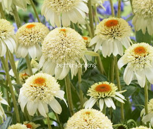 y敪Gzy12cm|bg^1|bgzGLiZA '~NVFCN' yhzq2025/06/18݁FہAɂĔɓȂꍇ͉ԌsJbgꍇ܂r