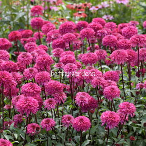 苗 エキナセアの人気商品 通販 価格比較 価格 Com