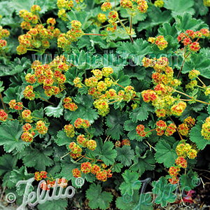 y敪AzyhzAP~EGX|[_(2|bg1Zbg/9cm|bg) ALCHEMILLA erythropoda