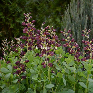 y敪AzyhzoveBVA '_b``R[g' (2|bg1Zbg/9cm|bg) BAPTISIA 'Dutch ChocolateR'