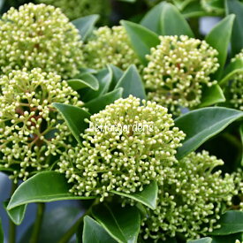 楽天市場 スキミアの通販