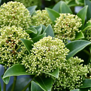 スキミア 花の人気商品 通販 価格比較 価格 Com