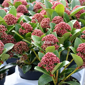 楽天市場 スキミアの通販