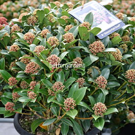 楽天市場 スキミアの通販