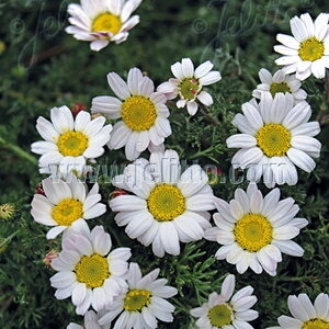 y敪AzyhzAiLNX Vo[LX(2|bg1Zbg/9cm|bg) ANACYCLUS 'Silberkissen'