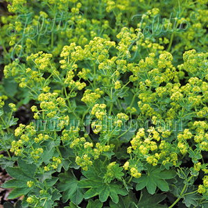 y敪AzyhzAP~EZJ^ 'S[hXgCN' (2|bg1Zbg/9cm|bg) ALCHEMILLA sericata 'Gold Strike'
