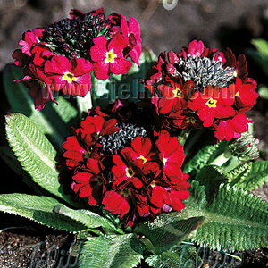 y敪AzyhzvEfeBL[^ rZNV(2|bg1Zbg/9cm|bg) PRIMULA denticulata 'Rubin Selection'