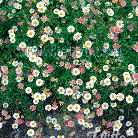 楽天市場 エリゲロン 苗 時期の通販