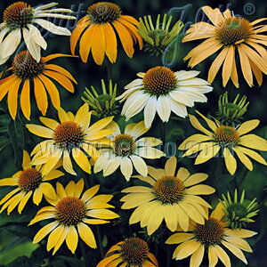 種 エキナセア 苗の人気商品 通販 価格比較 価格 Com