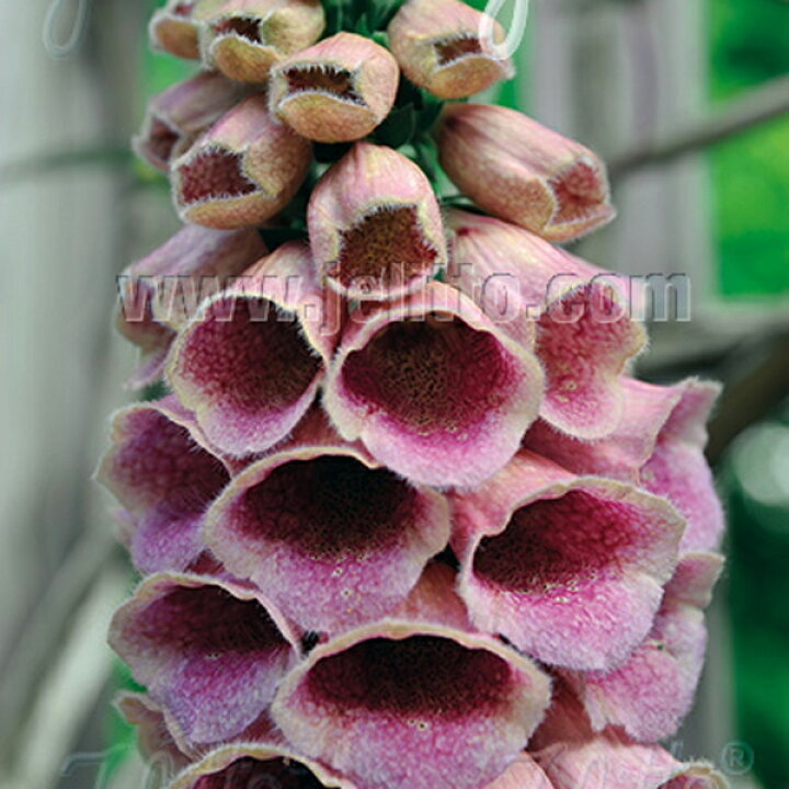 楽天市場 宿根草 ジギタリス サマーキング 2ポット1セット 9cmポット Aグループ Digitalis Mertonensis Summer King 花苗と球根の店 Better Gardens 楽天市場 宿根草 ジギタリス サマーキング 2ポット1セット 9cmポット Aグループ Digitalis Mertonensis Summer King 花苗と球根の店 Better Gardens