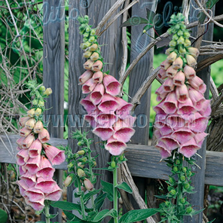 楽天市場 宿根草 ジギタリス サマーキング 2ポット1セット 9cmポット Aグループ Digitalis Mertonensis Summer King 花苗と球根の店 Better Gardens 楽天市場 宿根草 ジギタリス サマーキング 2ポット1セット 9cmポット Aグループ Digitalis Mertonensis Summer King 花苗と球根の店 Better Gardens