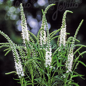 y敪AzyhzxjJEMtHA 'Ao'(2|bg1Zbg/9cm|bg) VERONICA longifolia 'Alba' 2023NVc