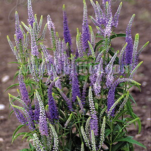y敪AzyhzxjJEMtHA 'u[VF[Y'(2|bg1Zbg/9cm|bg) VERONICA longifolia 'Blue Shades'