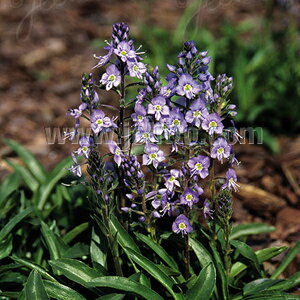 y敪AzyhzxjJ 'gu[X'(2|bg1Zbg/9cm|bg) VERONICA gentianoides 'Little Blues'