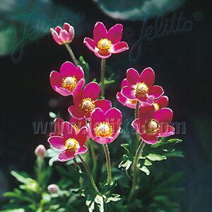 y敪AzyhzAllE`tB_ 'u'(2|bg1Zbg/9cm|bg) ANEMONE multifida 'Rubra'