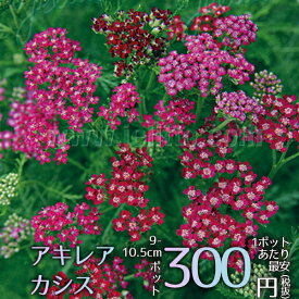 Tshop R10s Jp Bettergardens Cabinet Item