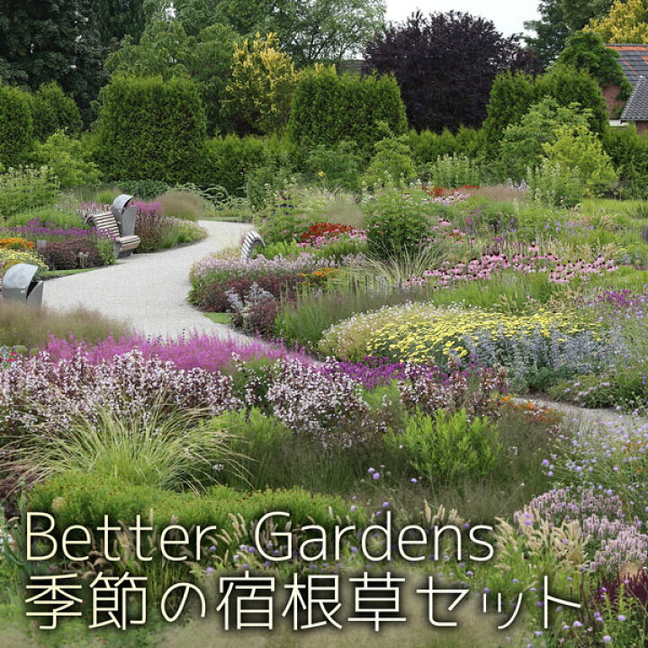 楽天市場 宿根草 Better Gardens農場長オススメ 季節の宿根草 10ポットセット 2ポット5セット Aグループ 花苗と球根の店 Better Gardens