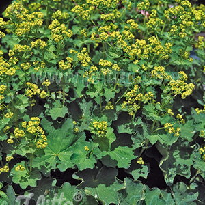 y敪AzyhzAP~EX(2|bg1Zbg/9cm|bg) ALCHEMILLA mollis