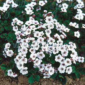 y敪AzyhzWv\tB ZXeBICfX (2|bg1Zbg/9cm|bg) GYPSOPHILA cerastioides