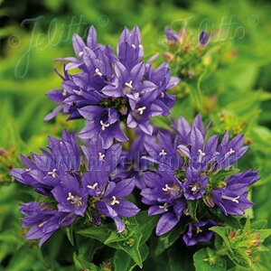 yhzK[fJpj O[^(2|bg1Zbg/9cm|bg)yAO[vzCampanula glomerata