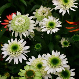 【送料区分G】【12cmポット／1ポット】エキナセア 'デリシャスヌガー' 【宿根草】〈2025/06/18現在：抽苔、ご注文時期によって箱に入らない場合は花茎をカットする場合もあります〉