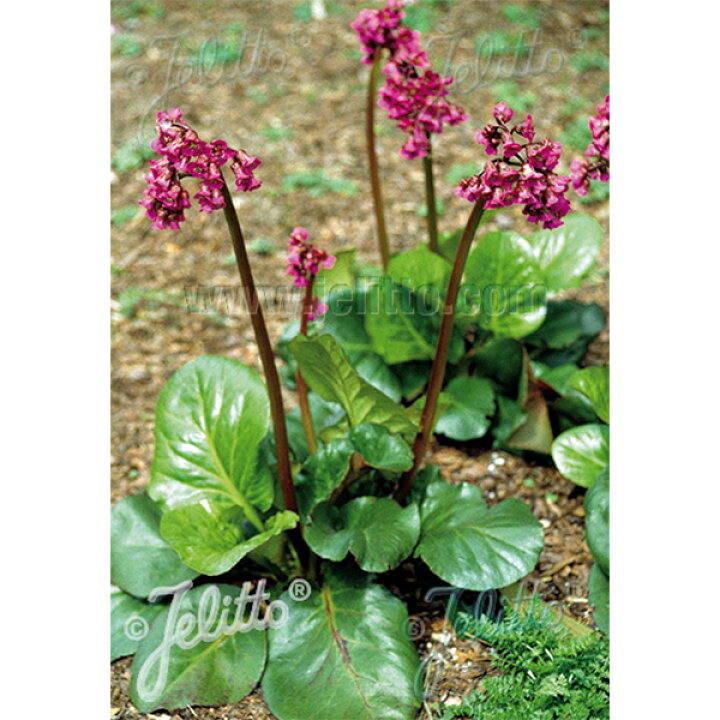 楽天市場 宿根草 ベルゲニア レッドビューティー Aグループ ヒマラヤユキノシタ ベルゲニア コーディフォリア 花苗 多年草 ガーデニング 耐寒性 耐暑性 庭 花壇 花苗 苗物 園芸 季節 夏 シェードガーデン 鉢植え 庭植え 育てやすい 植物 おしゃれ 花苗と球根の 楽天市場 宿根草 ベルゲニア レッドビューティー Aグループ ヒマラヤユキノシタ ベルゲニア コーディフォリア 花苗 多年草 ガーデニング 耐寒性 耐暑性 庭 花壇 花苗 苗物 園芸 季節 夏 シェードガーデン 鉢植え 庭植え 育てやすい 植物 おしゃれ 花苗と球根の