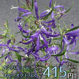 楽天市場 宿根草 カンパニュラの通販