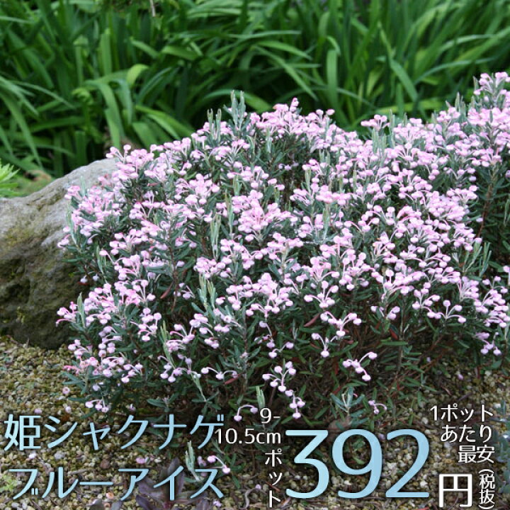 楽天市場 宿根草 姫シャクナゲ ブルーアイス Aグループ 山野草 花苗 多年草 新品種 ガーデニング 苗物 園芸 花壇 シェードガーデン 耐寒性 耐暑性 セット 庭 園芸 季節 鉢植え 庭植え 和 育てやすい 植物 おしゃれ 花 植物 切り花 植えっぱなし 花苗と球根の店