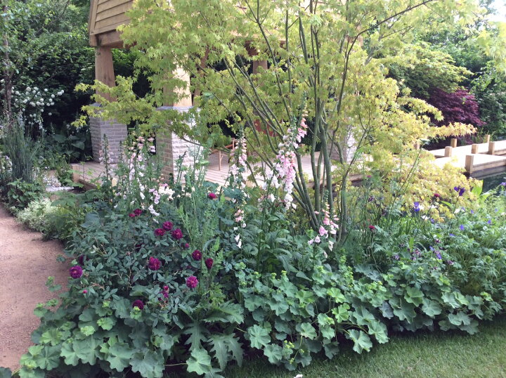 楽天市場 宿根草セット Better Gardens 宿根草 7cm ポット セット Cグループ 花苗と球根の店 Better Gardens 楽天市場 宿根草セット Better Gardens 宿根草 7cm ポット セット Cグループ 花苗と球根の店 Better Gardens