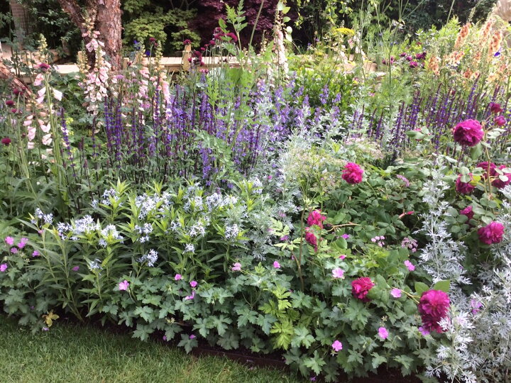 楽天市場 宿根草セット Better Gardens 宿根草 7cm ポット セット Cグループ 花苗と球根の店 Better Gardens