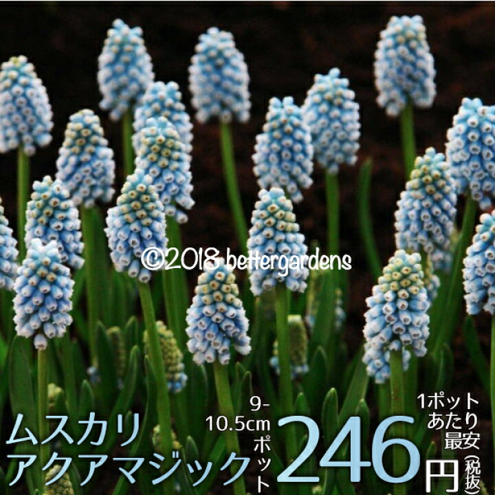 楽天市場 宿根草 ムスカリ アクアマジック Aグループ 山野草 花苗 多年草 ガーデニング 耐寒性 耐暑性 庭 花壇 花苗 苗物 園芸 季節 鉢植え 庭植え 育てやすい 植物 おしゃれ 切り花 ボーダーガーデン シェードガーデン 花苗と球根の店 Better Gardens