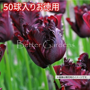 y敪Bzy^150^pz`[bv 'ubNp[bg' ynPFp[bg炫zqTCYF11/12cmr