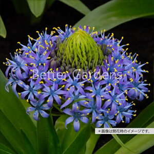 y敪Azy|bgA^10.5cm|bg^1|bgzV[E؃rAiyEhzqTCYF12/14cmrq2025/10/22AVtn߂܂AAiƂȂ܂r